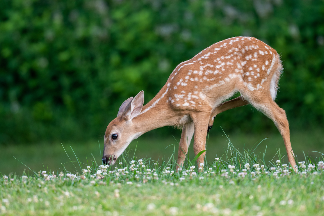White tailed deer fawn in an open meadow